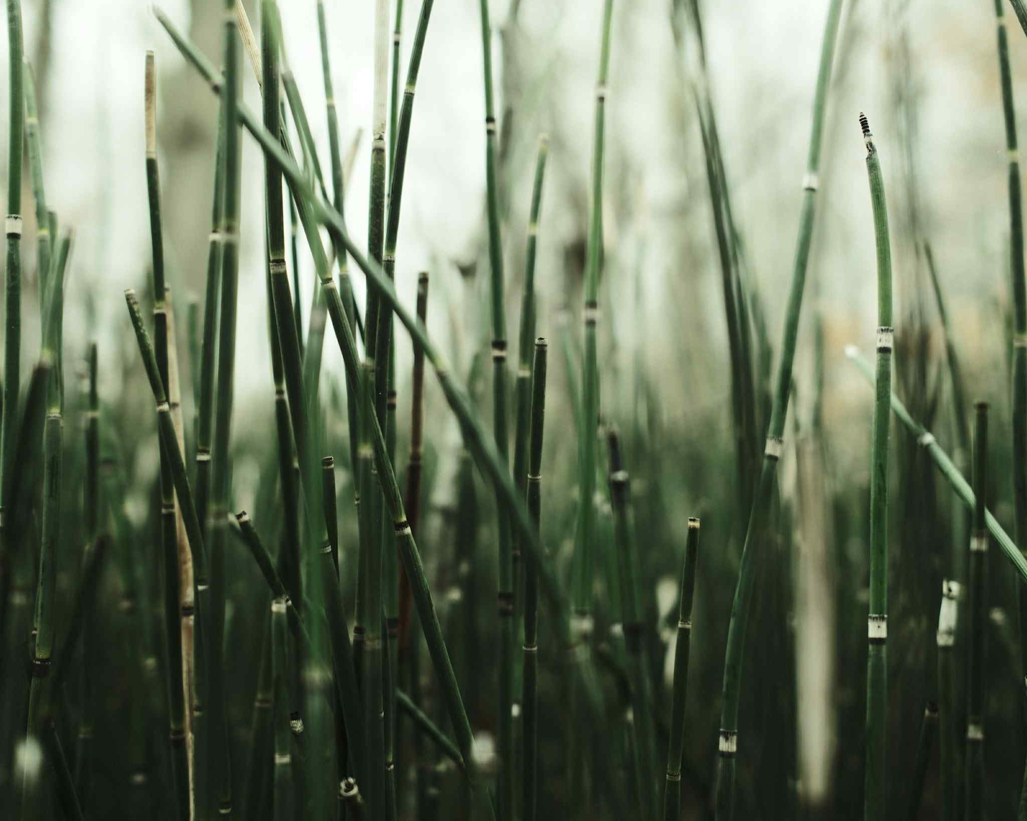 Barbour Green film recipe photo by Sabrina Magnusson
