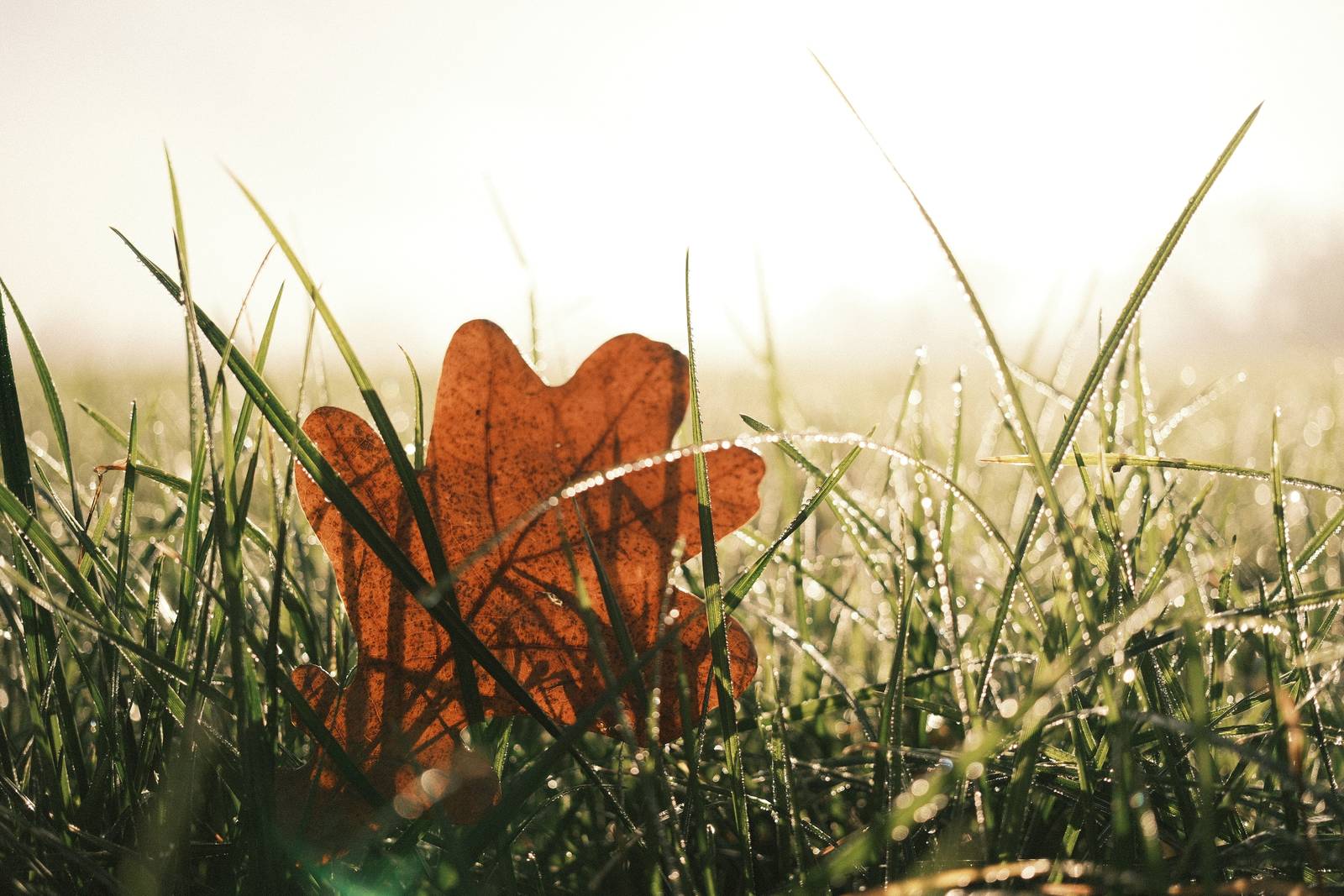 Rosa Negative film recipe sample photo