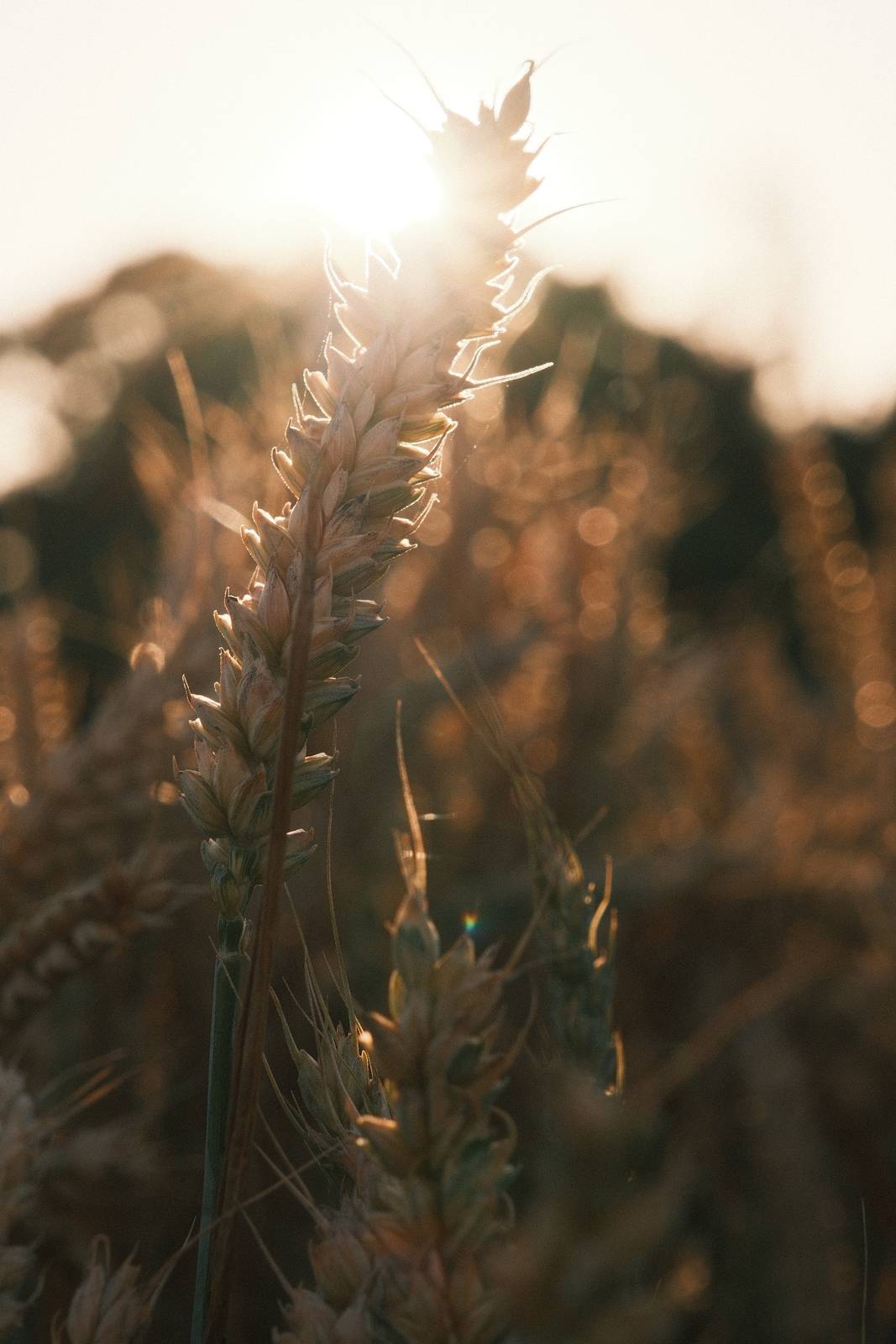 Rizzle Clicks film recipe sample photo