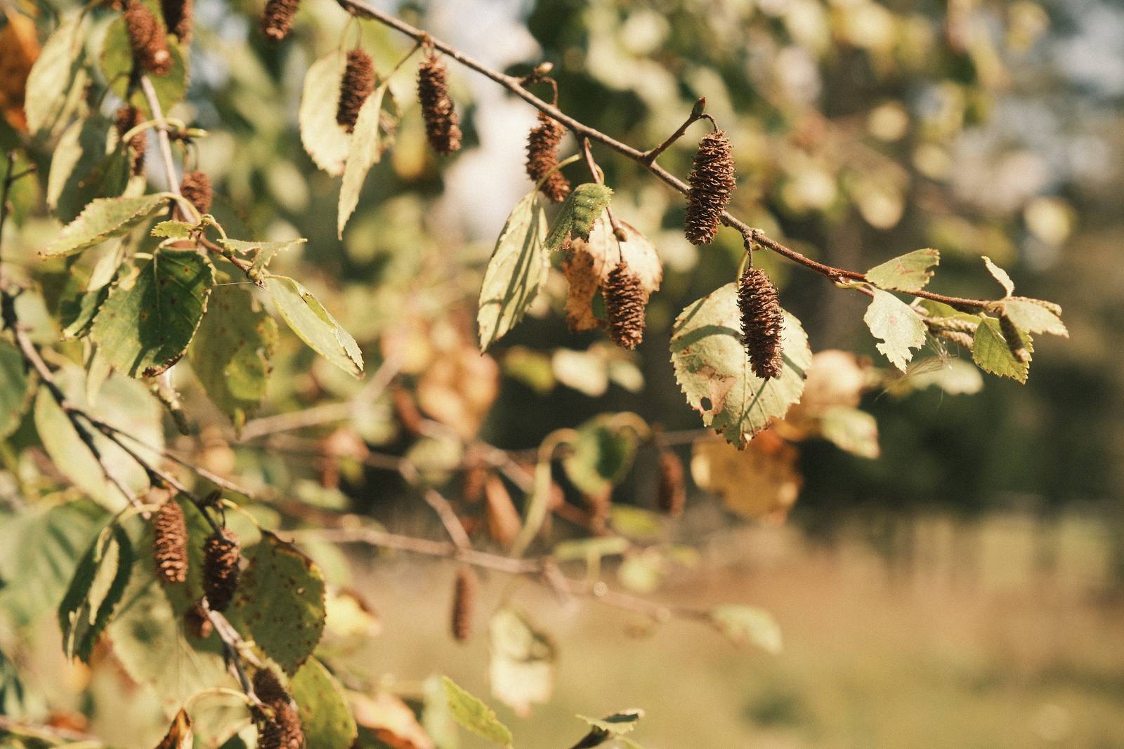 Rosa Negative film recipe sample photo