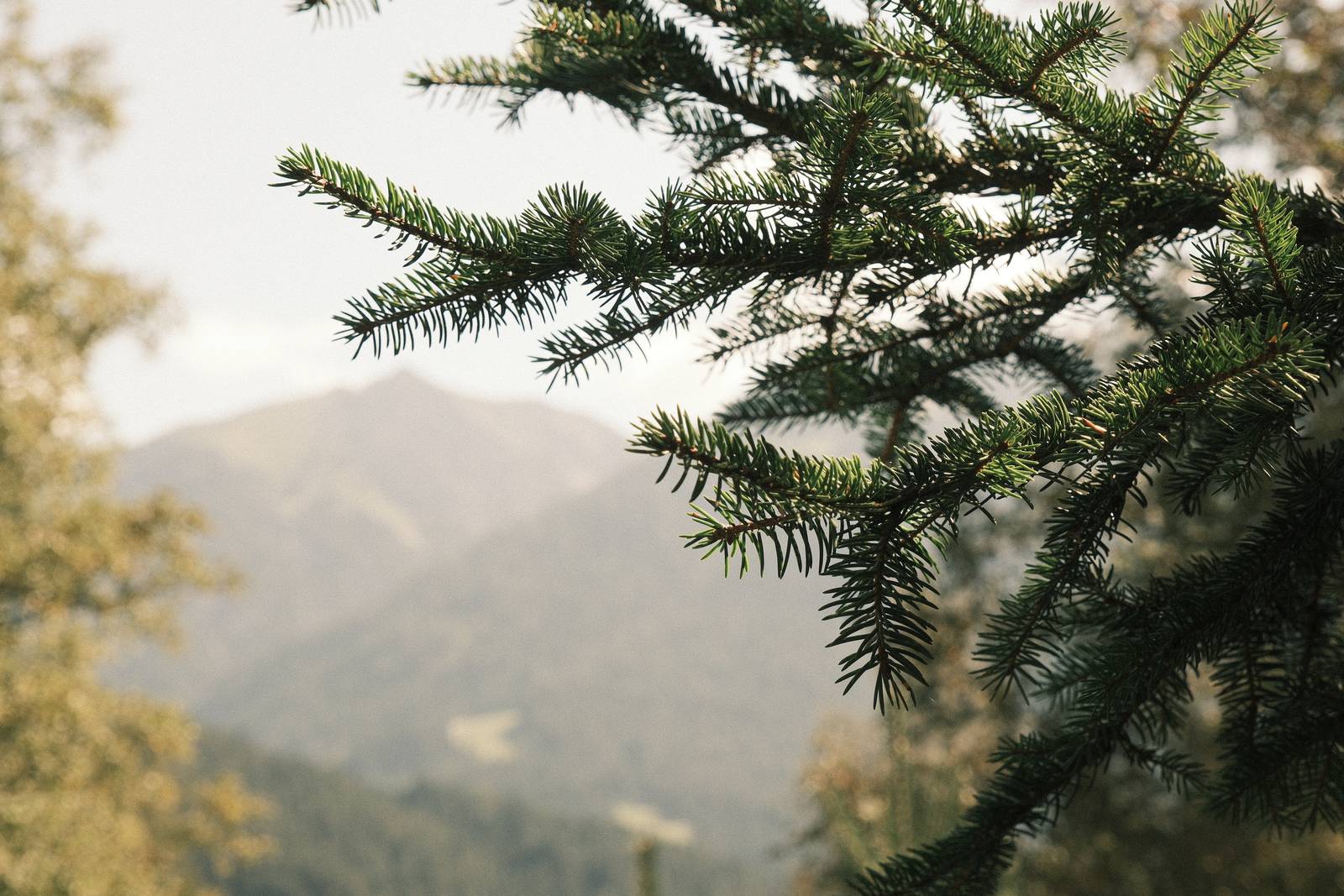 Rosa Negative film recipe sample photo