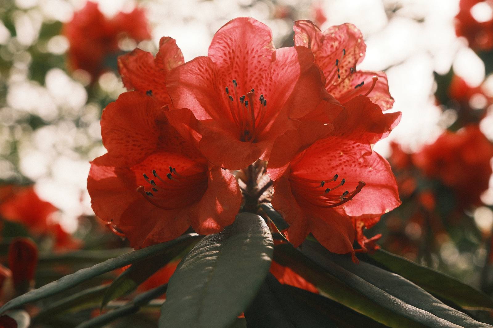 Rizzle Clicks film recipe sample photo