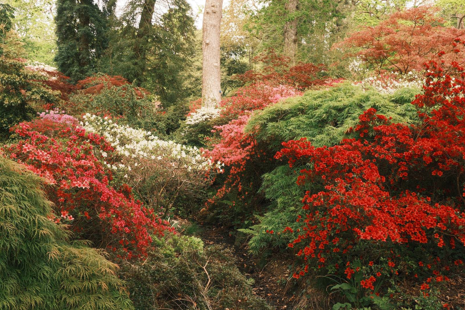 Rizzle Clicks film recipe sample photo