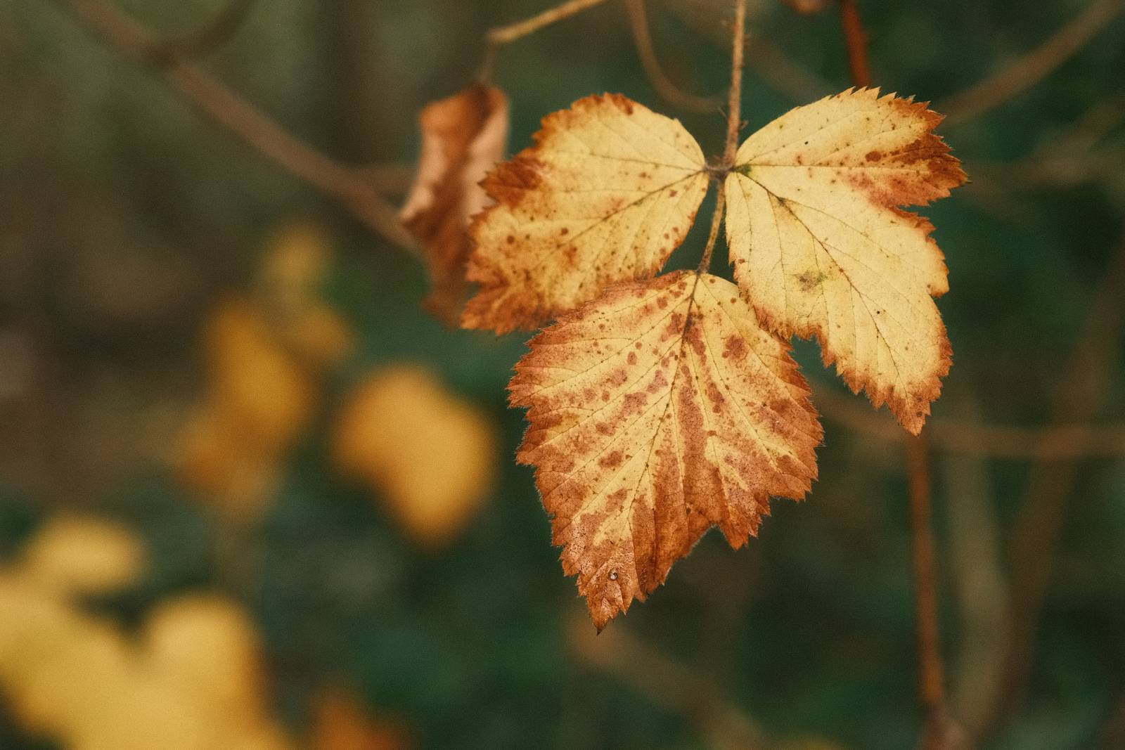 Rizzle Clicks film recipe sample photo