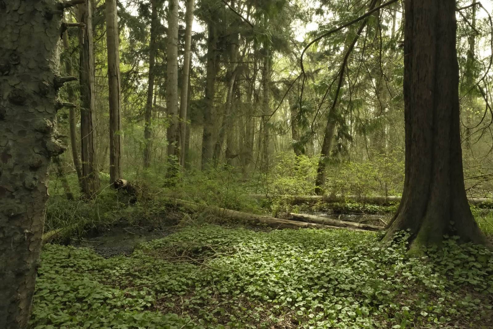 Forest Ranger film recipe photo by Tracy Kuenzer