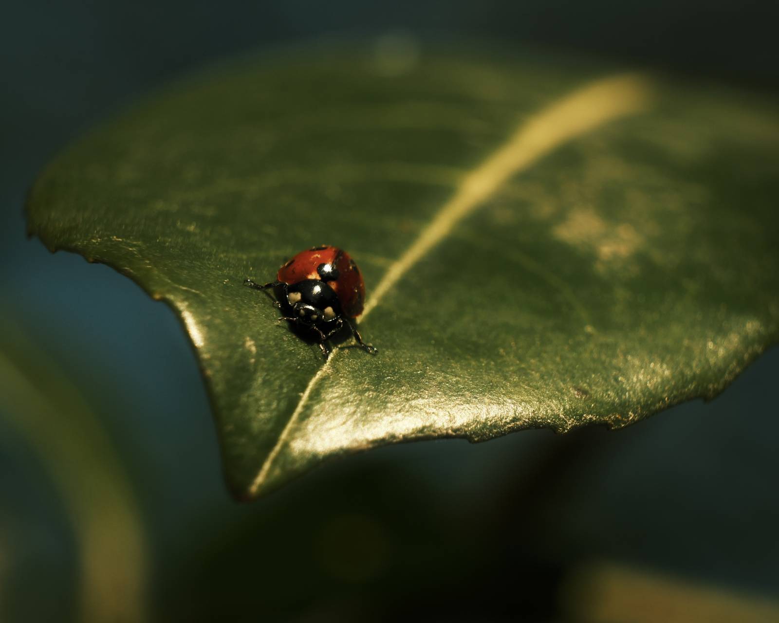 Controversy Film Recipe with Dramatic Rich Tones