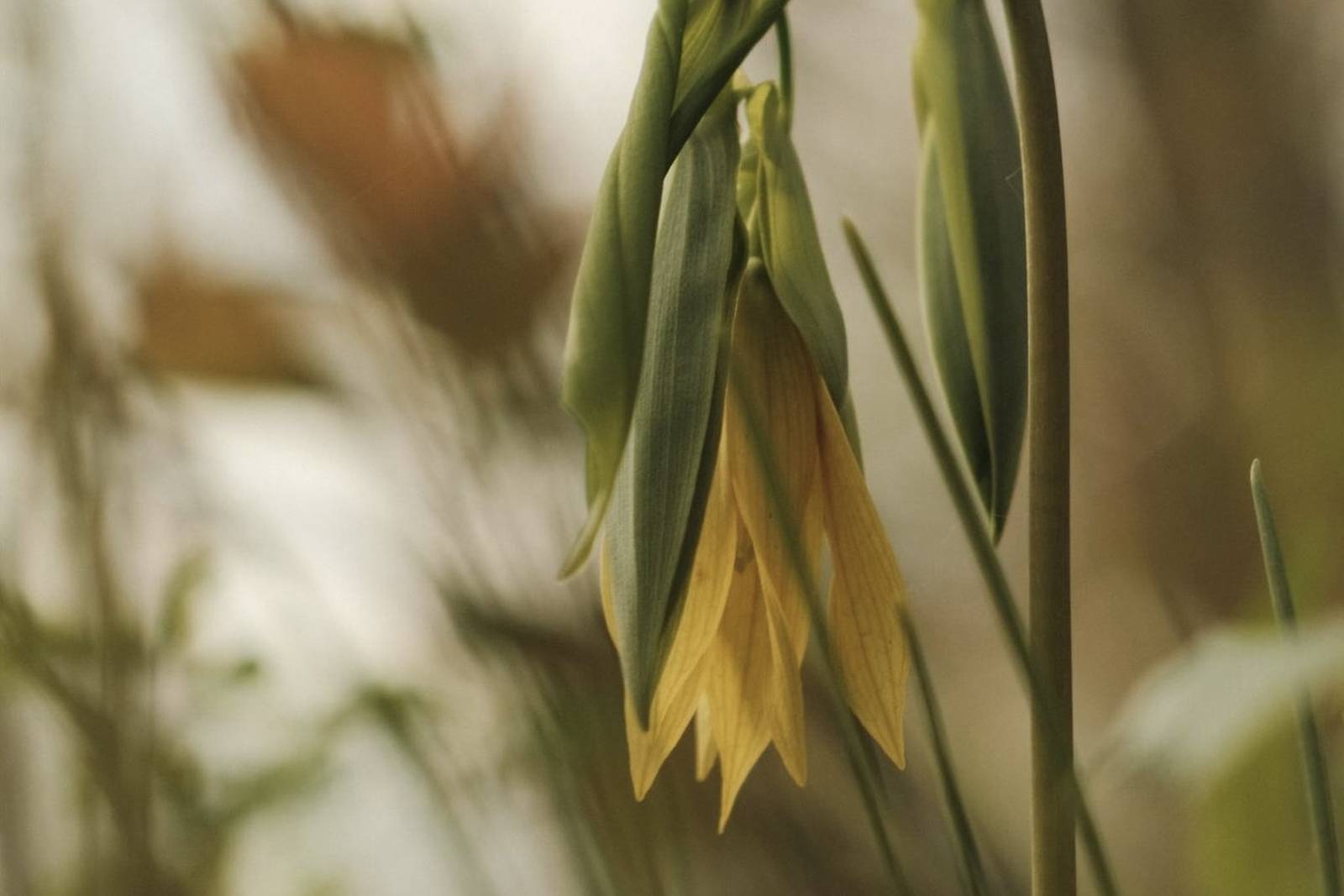 Old Gold film recipe photo by Christian Wandzala