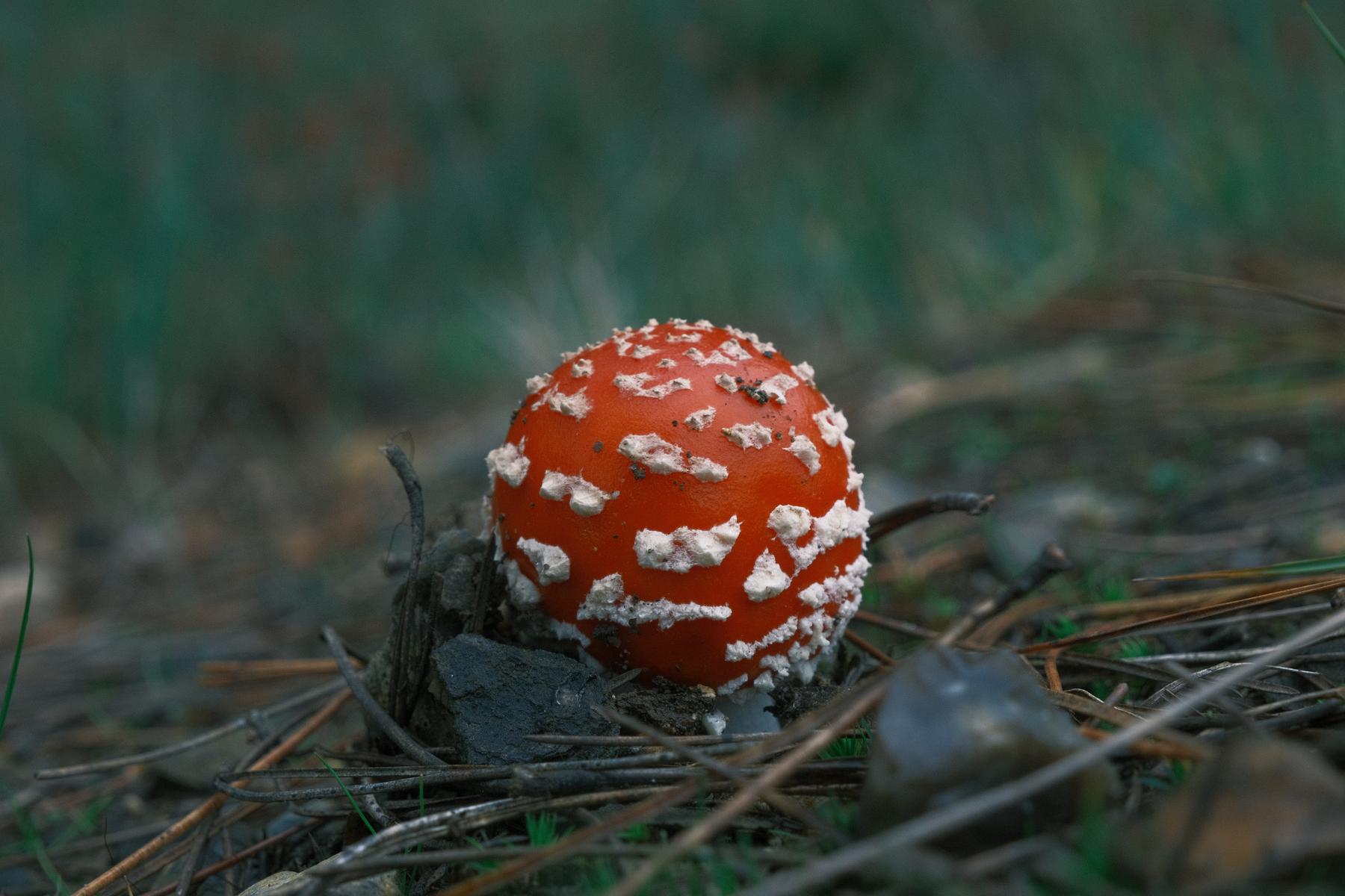 Bluegrass film recipe sample photo