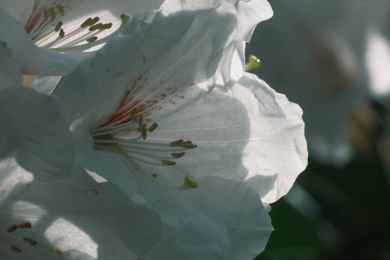 Bluegrass film recipe sample photo