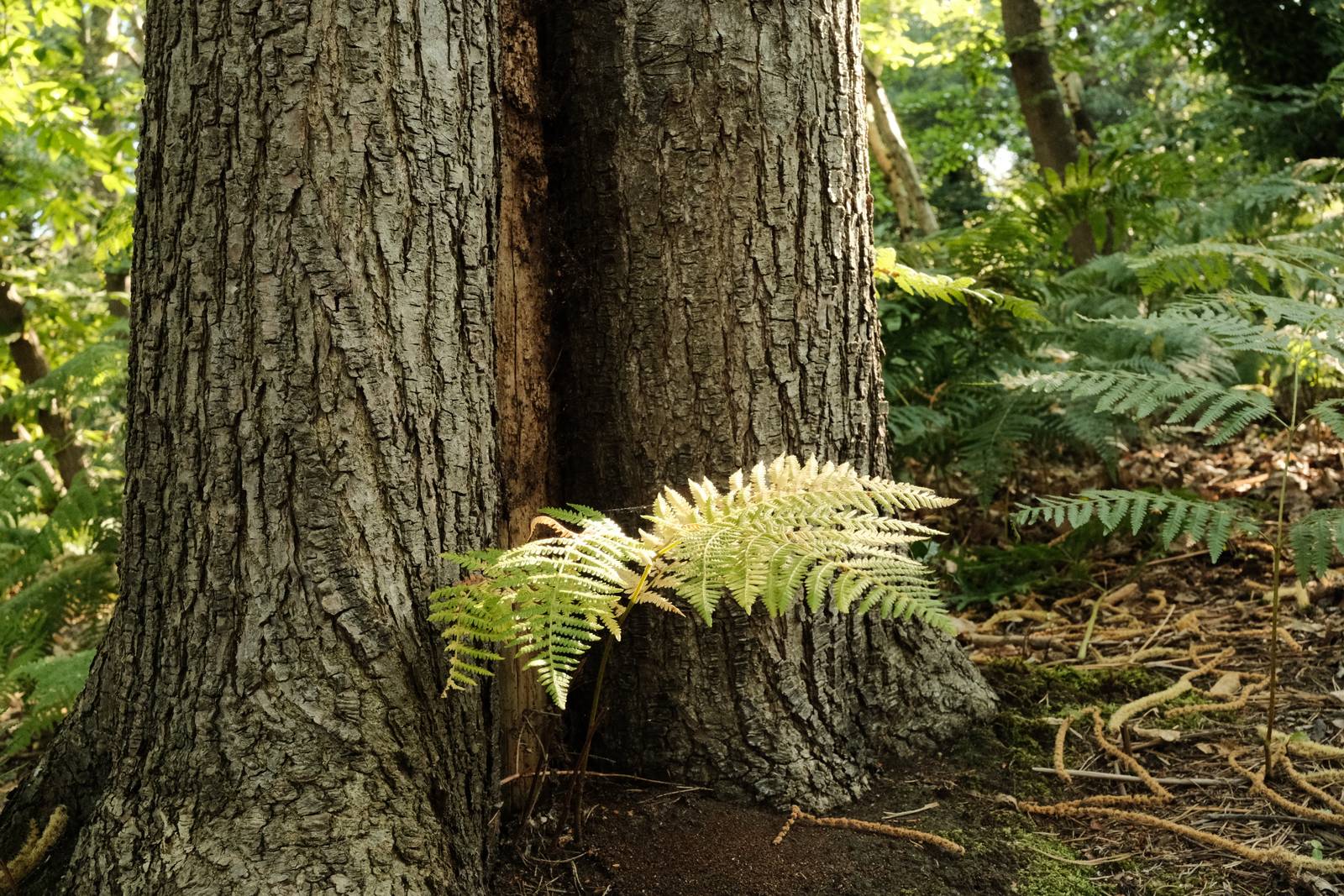Kodak Gold II film recipe sample photo